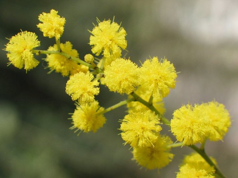 Otto marzo, perché la mimosa?