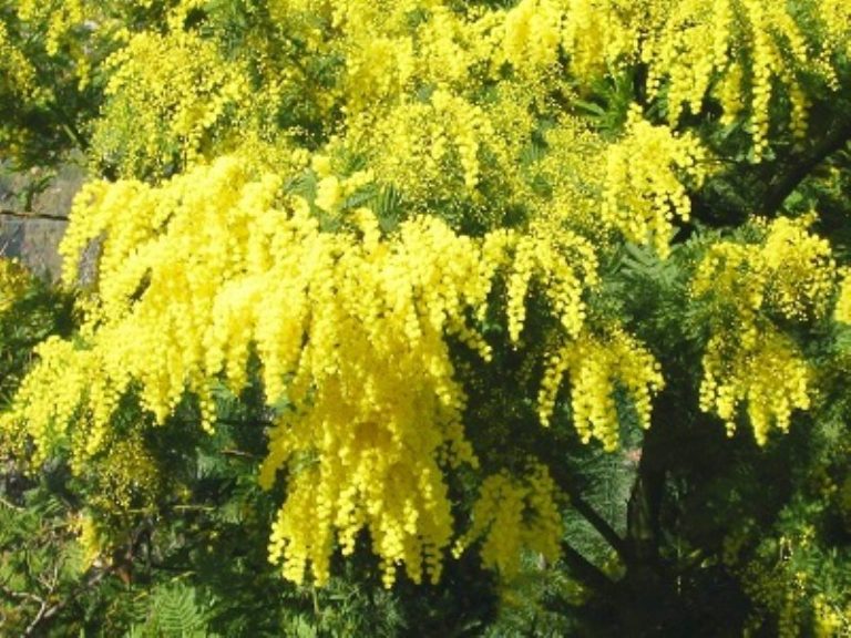 Curiosità sulla Mimosa