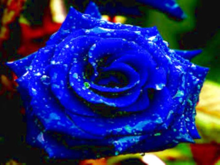 La Leggenda della Rosa Blu