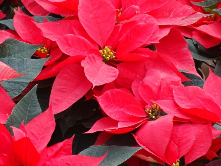 La Stella di Natale, il fiore che non è un fiore